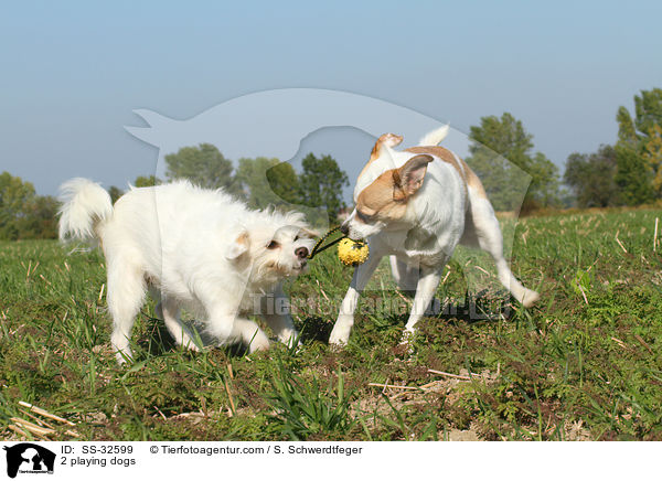 2 playing dogs / SS-32599