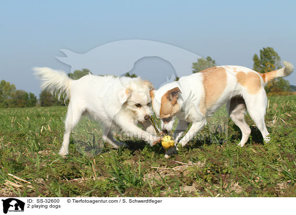 2 playing dogs / SS-32600