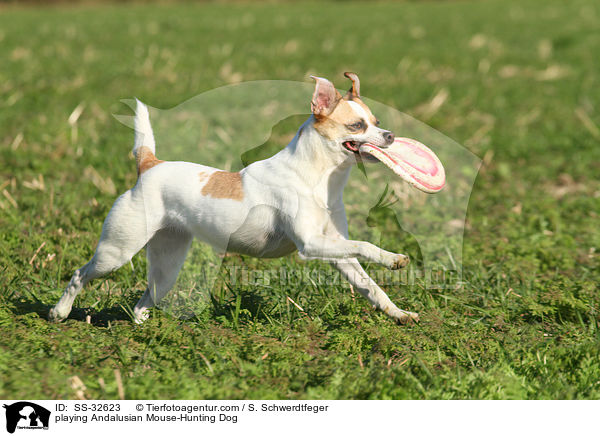 playing Andalusian Mouse-Hunting Dog / SS-32623