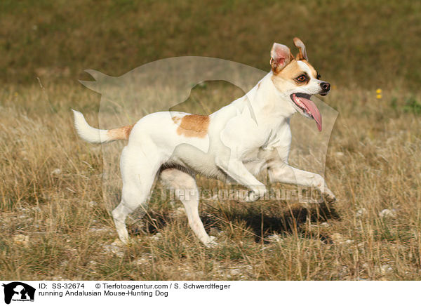 running Andalusian Mouse-Hunting Dog / SS-32674