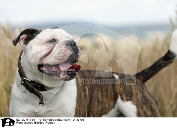 Renascence Bulldog Portrait / DJ-01759