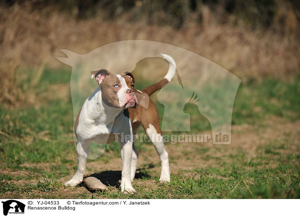 Renascence Bulldog / YJ-04533
