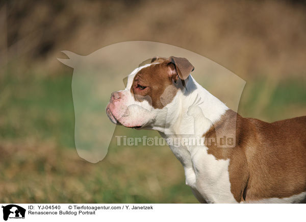 Renascence Bulldog Portrait / YJ-04540