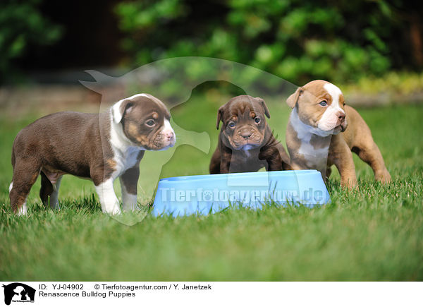 Renascence Bulldog Puppies / YJ-04902