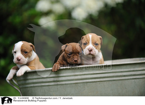 Renascence Bulldog Puppies / YJ-04908