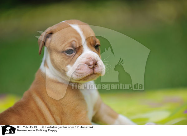 Renascence Bulldog Puppy / YJ-04913