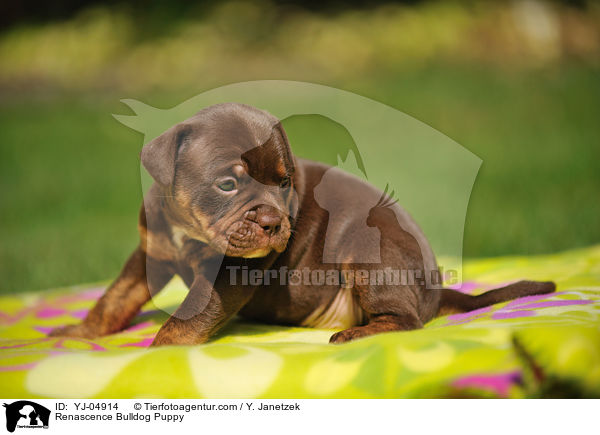 Renascence Bulldog Puppy / YJ-04914