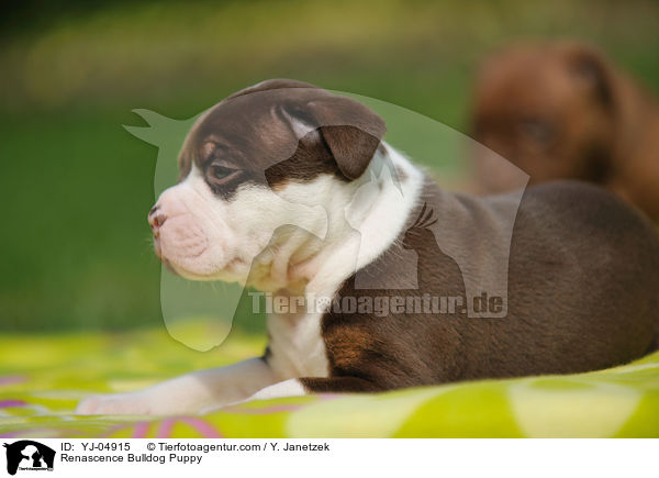 Renascence Bulldog Puppy / YJ-04915