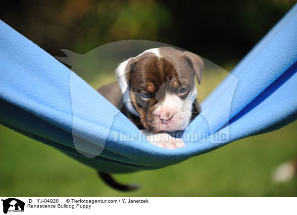 Renascence Bulldog Puppy / YJ-04928