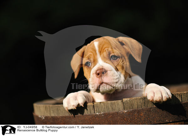 Renascence Bulldog Puppy / YJ-04958