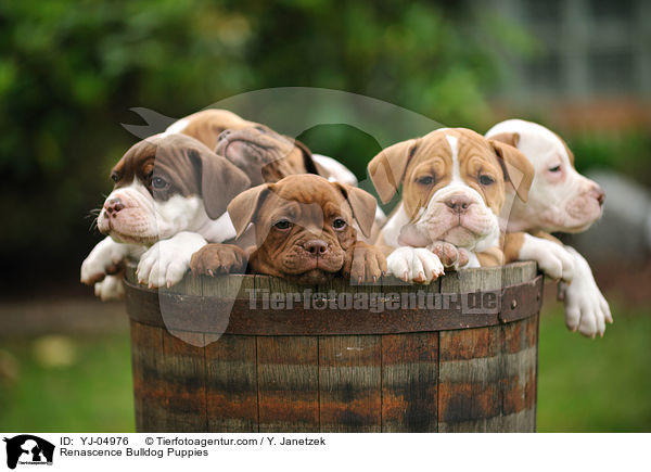 Renascence Bulldog Puppies / YJ-04976