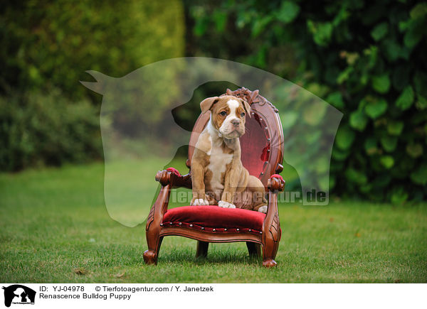 Renascence Bulldog Puppy / YJ-04978