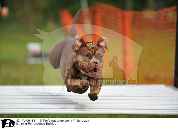 jumping Renascence Bulldog / YJ-06181
