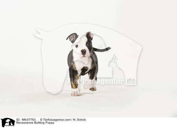 Renascence Bulldog Puppy / NN-07763
