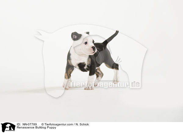 Renascence Bulldog Puppy / NN-07789
