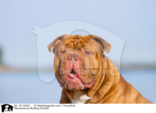 Renascence Bulldog Portrait / IF-12481