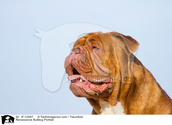 Renascence Bulldog Portrait / IF-12487