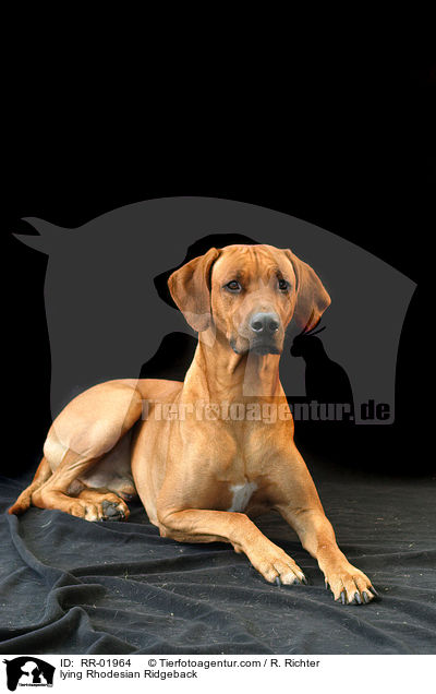 liegender / lying Rhodesian Ridgeback / RR-01964