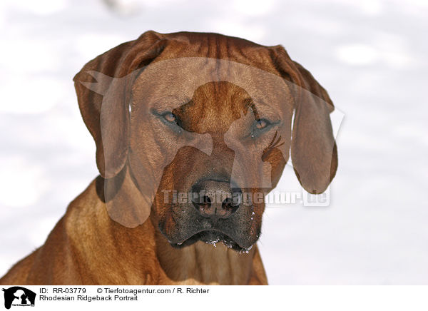 Rhodesian Ridgeback Portrait / Rhodesian Ridgeback Portrait / RR-03779