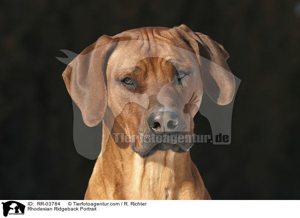 Rhodesian Ridgeback Portrait / Rhodesian Ridgeback Portrait / RR-03784