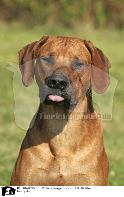 Hund streckt Zunge raus / funny dog / RR-07273