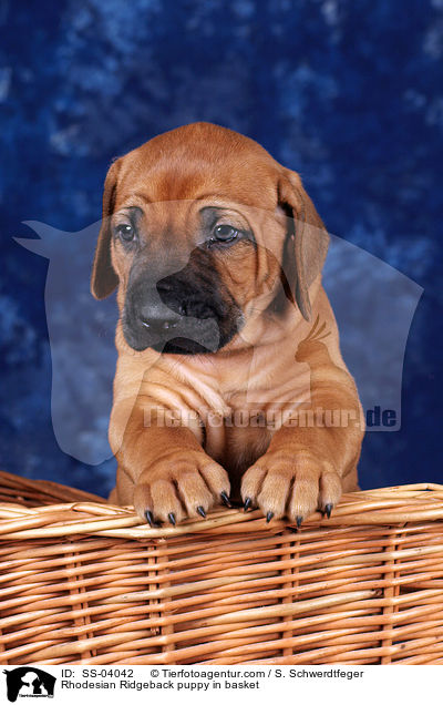 Rhodesian Ridgeback puppy in basket / SS-04042