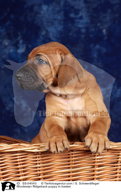 Rhodesian Ridgeback Welpe im Krbchen / Rhodesian Ridgeback puppy in basket / SS-04043