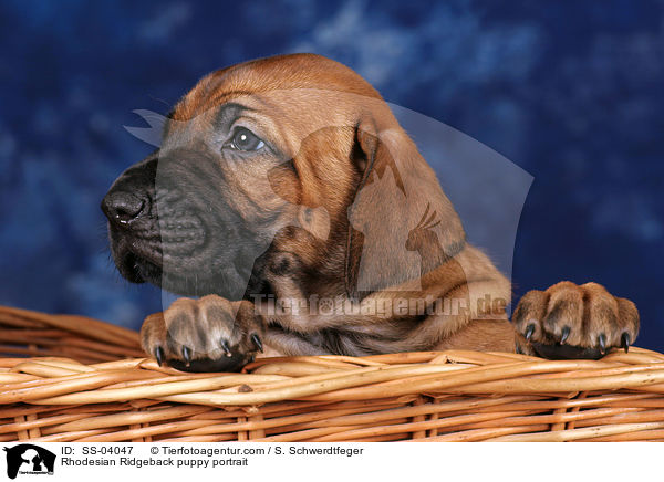 Rhodesian Ridgeback puppy portrait / SS-04047