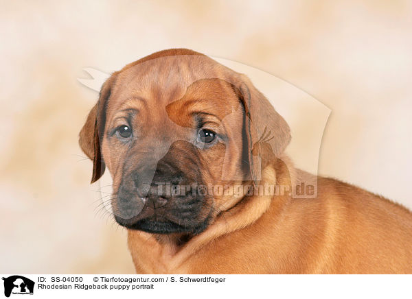 Rhodesian Ridgeback puppy portrait / SS-04050