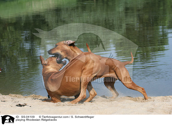 spielende Rhodesian Ridgebacks / playing Rhodesian Ridgebacks / SS-04109