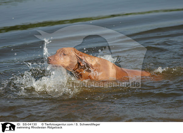 schwimmender Rhodesian Ridgeback / swimming Rhodesian Ridgeback / SS-04130