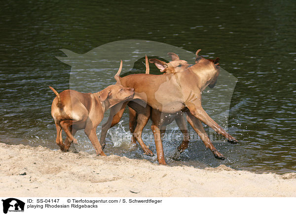 spielende Rhodesian Ridgebacks / playing Rhodesian Ridgebacks / SS-04147