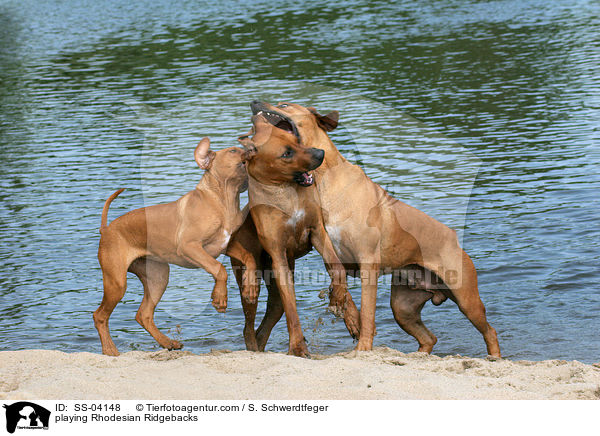 spielende Rhodesian Ridgebacks / playing Rhodesian Ridgebacks / SS-04148