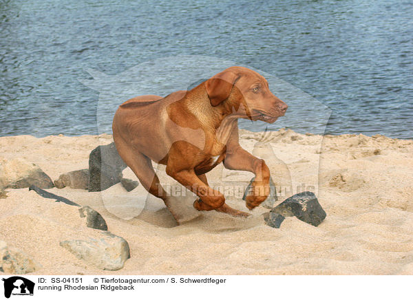 rennender Rhodesian Ridgeback / running Rhodesian Ridgeback / SS-04151