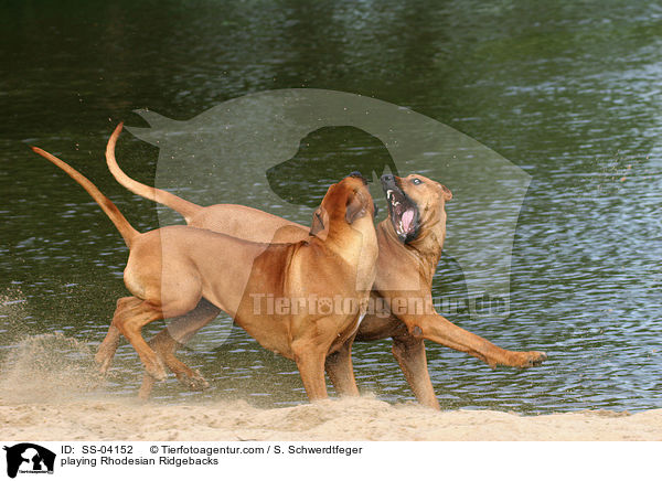 playing Rhodesian Ridgebacks / SS-04152