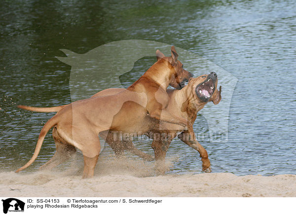 spielende Rhodesian Ridgebacks / playing Rhodesian Ridgebacks / SS-04153