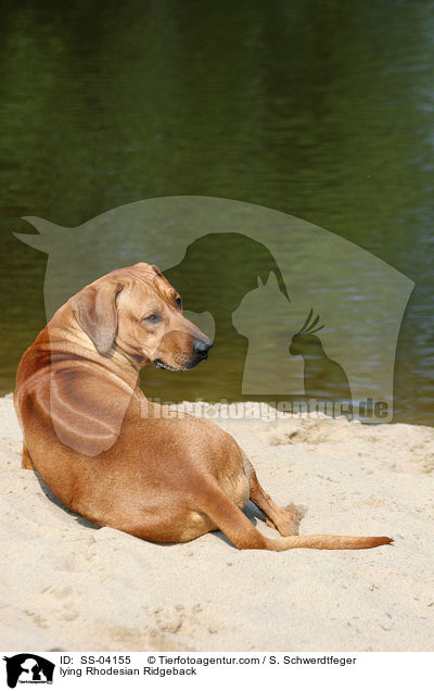 liegender Rhodesian Ridgeback / lying Rhodesian Ridgeback / SS-04155