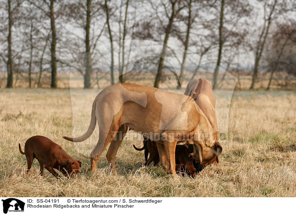 Rhodesian Ridgebacks und Zwergpinscher / Rhodesian Ridgebacks and Miniature Pinscher / SS-04191