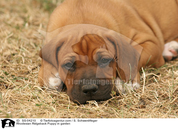 Rhodesian Ridgeback Welpe im Garten / Rhodesian Ridgeback Puppy in garden / SS-04210