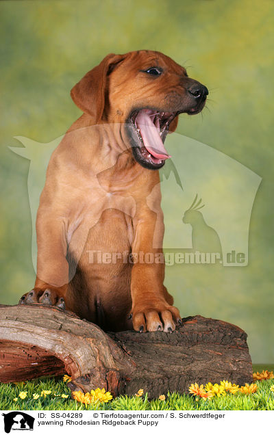ghnender Rhodesian Ridgeback Welpe / yawning Rhodesian Ridgeback Puppy / SS-04289
