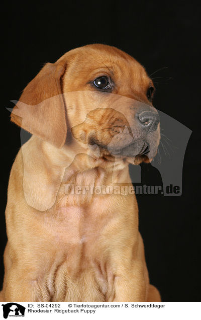 Rhodesian Ridgeback Welpe / Rhodesian Ridgeback Puppy / SS-04292