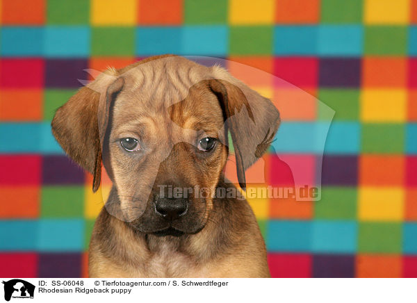 Rhodesian Ridgeback puppy / SS-06048