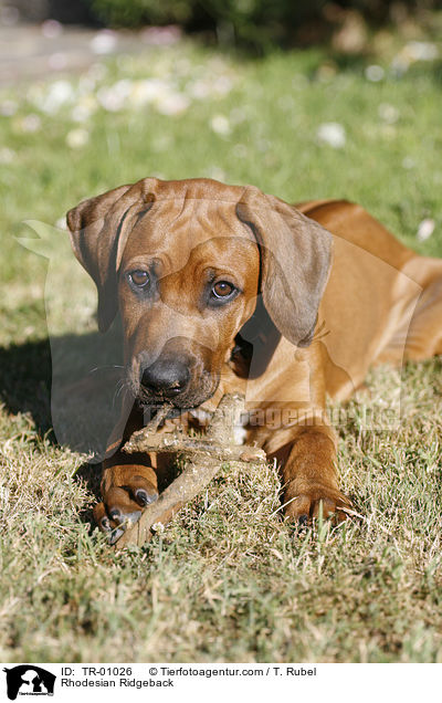 Rhodesian Ridgeback / Rhodesian Ridgeback / TR-01026