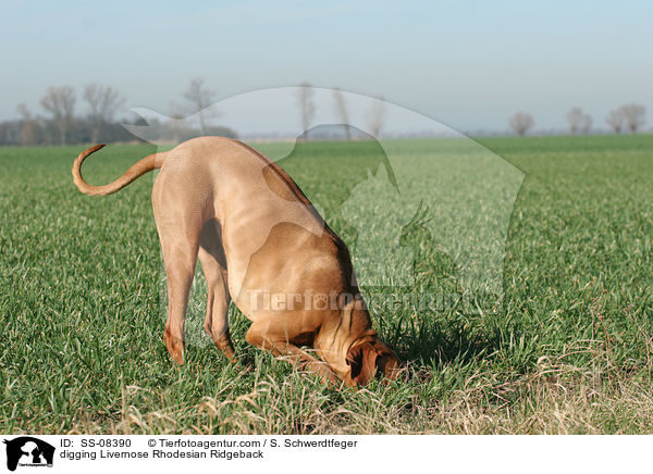 buddelnder Livernose Rhodesian Ridgeback / digging Livernose Rhodesian Ridgeback / SS-08390