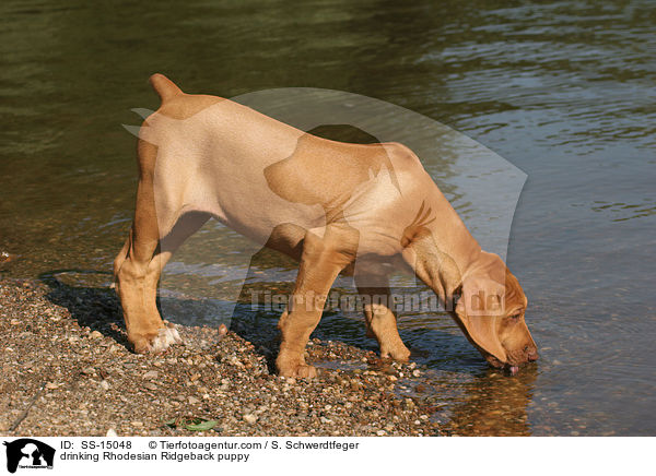 trinkender Rhodesian Ridgeback Welpe / drinking Rhodesian Ridgeback puppy / SS-15048