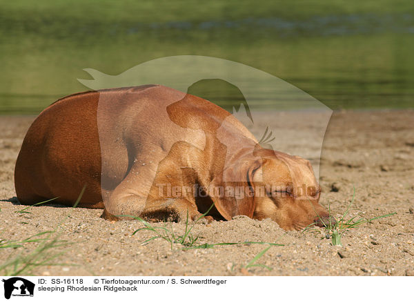 schlafender Rhodesian Ridgeback / sleeping Rhodesian Ridgeback / SS-16118