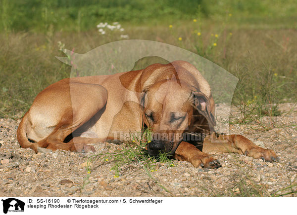 schlafender Rhodesian Ridgeback / sleeping Rhodesian Ridgeback / SS-16190