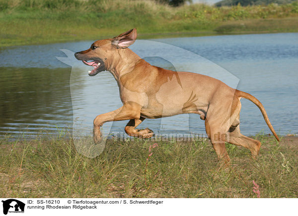 rennender Rhodesian Ridgeback / running Rhodesian Ridgeback / SS-16210