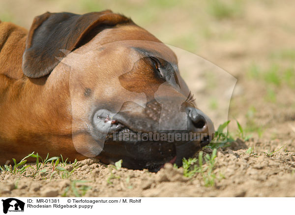 Rhodesian Ridgeback Welpe / Rhodesian Ridgeback puppy / MR-01381