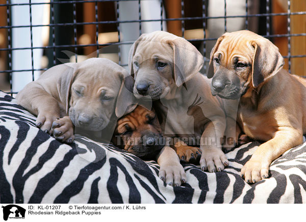 Rhodesian Ridgeback Puppies / KL-01207